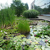 Teich im Freiland des Botanischen Gartens mit Seerosenblüten und Rohrkolben, daneben das spiegelt sich der Garten in der Gewächshausfassade.