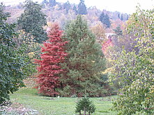 Tertiärwald im Herbst