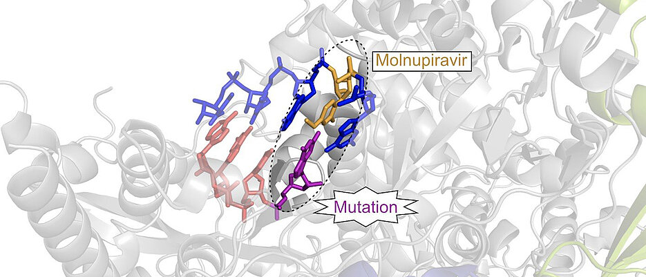 Der antivirale Wirkstoffkandidat Molnupiravir (gelb) wird in die virale RNA eingebaut und führt dort zu Mutationen (violett), welche letztendlich die Vermehrung des Viruses verhindern.  