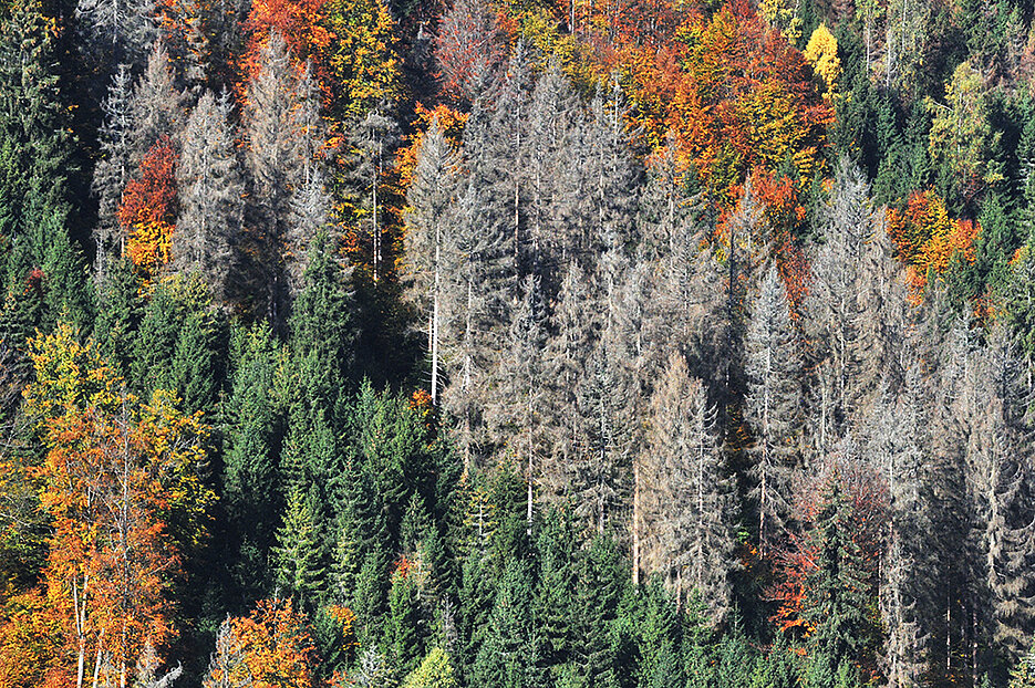 Mixed forest on a slope with withered conifers.