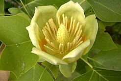 Liriodendron tulipifera