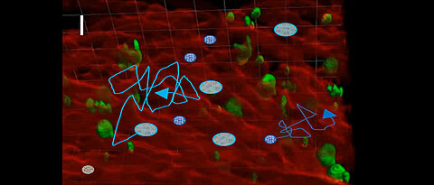 Illustration des Konzepts mit Hilfe von 3D-Fluoreszenzbildern, als biologische Vorlage für Zellmigrationssimulationen. Rot: Gefäße, grün: Megakaryozyten, dunkelblau: hämatopoetische Stammzellen, cyan: Neutrophile. Maßstab: 100 Mikrometer.
