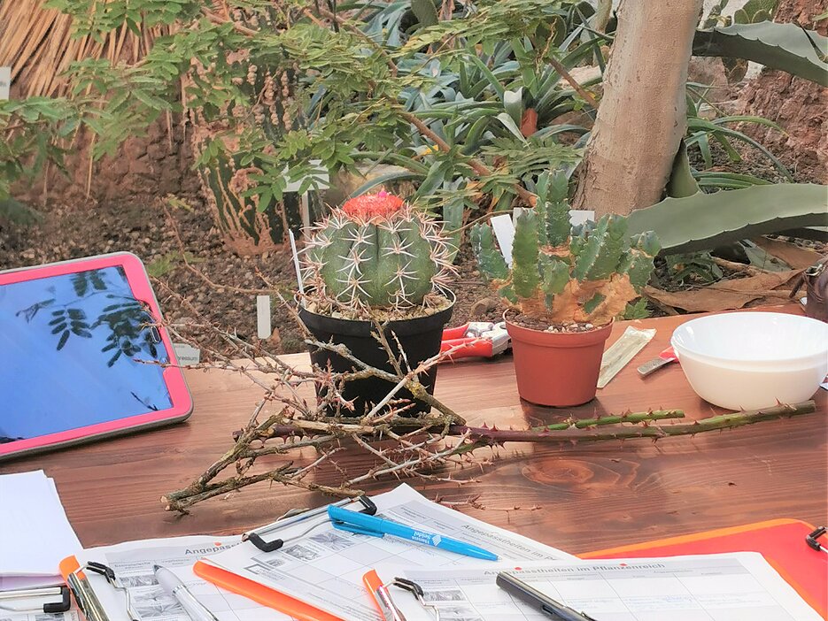 Im Aktionsprogramm "Angepasstheiten im Pflanzenreich" lernten Schülerinnen und Schüler unter anderem einige Eigenschaften von Wüstenpflanzen kennen, die es ihnen ermöglichen an extrem trockenen Standorten zu überleben. Das Foto zeigt die Station zum Thema Wüstenpflanzen im Xerophytenhaus des Botanischen Gartens.