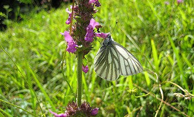 Liebt die Höhe: Der Bergweißling (Pieris bryoniae). (Annette Gaviria / Uni Würzburg)