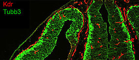 Distribution of endothelial cells (red) and neuronal cells (green) in the brain of adult mice. (Photo: team Gessler)