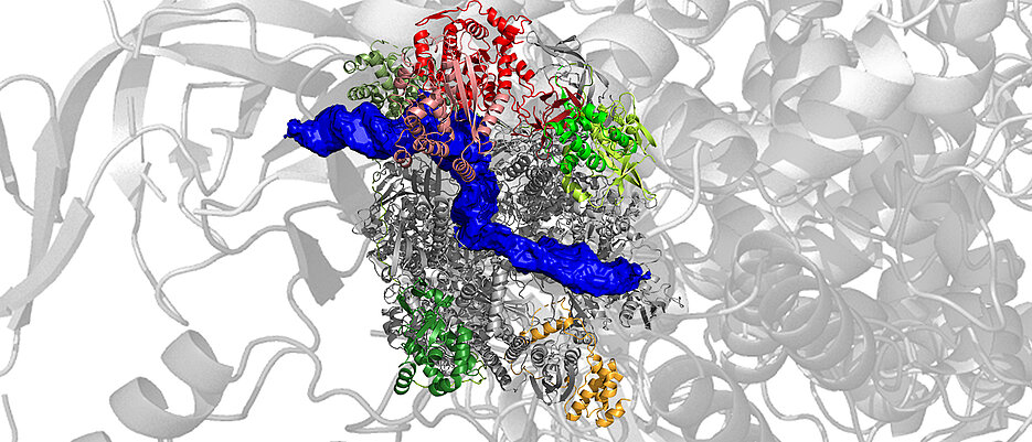Struktur der Pockenvirus-Polymerase im frühen Stadium der Transkription. Die gebundene DNA ist in blau dargestellt.