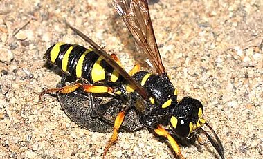 Digger wasp (Cerceris arenaria) with beetle prey. (Photo: Heike Feldhaar)