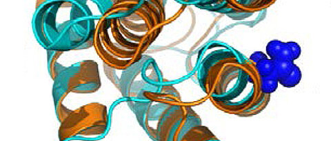 Dieses Spinnenseidenprotein wechselt seine Form zwischen orange- und cyan-farbiger Struktur innerhalb von Bruchteilen einer tausendstel Sekunde. Die Stelle, an der eine Sonde zur Sichtbarmachung der Bewegung eingebracht wurde, ist blau und rot markiert. (