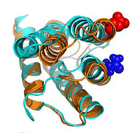 Dieses Spinnenseidenprotein wechselt seine Form zwischen orange- und cyan-farbiger Struktur innerhalb von Bruchteilen einer tausendstel Sekunde. Die Stelle, an der eine Sonde zur Sichtbarmachung der Bewegung eingebracht wurde, ist blau und rot markiert. (Bild: Hannes Neuweiler) Dieses Spinnenseidenprotein wechselt seine Form zwischen orange- und cyan-farbiger Struktur innerhalb von Bruchteilen einer tausendstel Sekunde. Die Stelle, an der eine Sonde zur Sichtbarmachung der Bewegung eingebracht wurde, ist blau und rot markiert. (