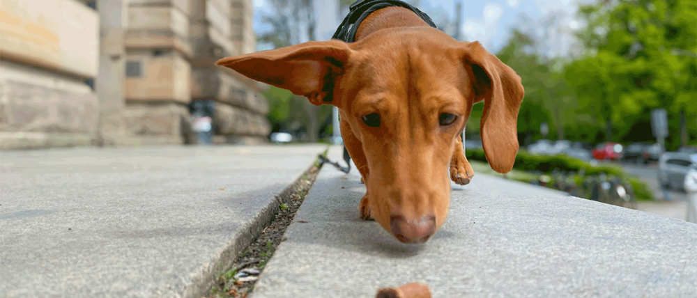 Ein Hund schnuppert auf einer Treppe