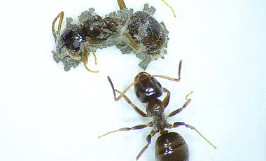 Wenn der krankheitserregende Pilz Metarhizium Ameisen innerlich infiziert, werden die Tiere krank und sterben in der Regel. Der Pilz produziert dann Sporen, die sich vom Kadaver ausbreiten.
