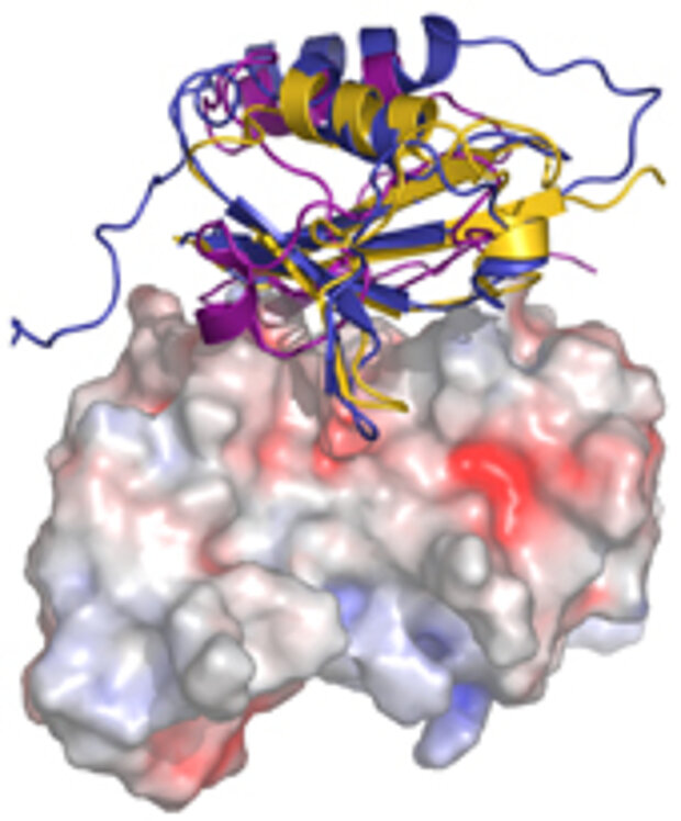 Image of research to protein structure and function