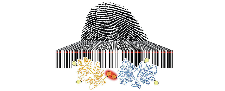 Die Photoschaltraten von Fluoreszenzfarbstoffen sind so einzigartig wie ein Fingerabdruck und auslesbar wie ein Barcode. 