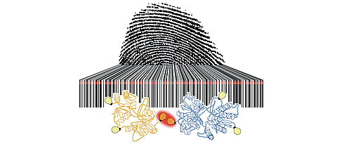 The photoswitching rates of fluorescent dyes are as unique as a fingerprint and as readable as a barcode.