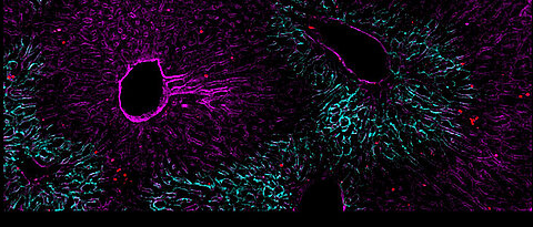 Lebergewebe mit angeborenen Immunzellen (ILCs), hier als rote Punkte sichtbar gemacht.