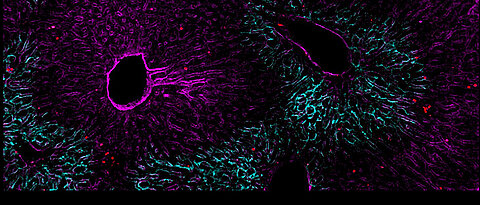 Liver tissue with innate lymphoid cells (ILCs), visualised here as red dots.