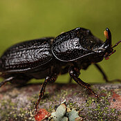A small stag beetle