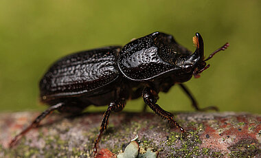 Ein kleiner Hirschkäfer (Sinodendron cylindricum), der im Wald verborgen in Totholz lebt. Mittels Radar-Daten lässt sich die Biodiversität solcher kleiner, kryptisch lebender Artengemeinschaften gut modellieren und vorhersagen.