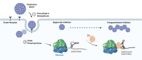 Bei Fortschreiten der EMCV-Infektion tritt 2A gehäuft auf, stimuliert zunächst die ribosomale Leserasterverschiebung und bringt dann durch RNA-Stabilisierung den Translationsprozess zum Erliegen.