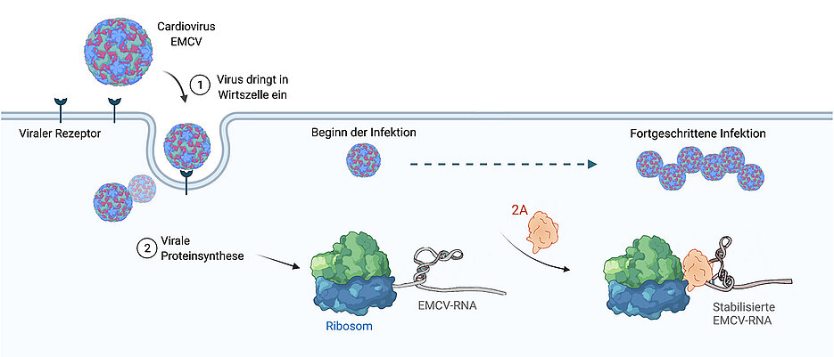 Bei Fortschreiten der EMCV-Infektion tritt 2A gehäuft auf, stimuliert zunächst die ribosomale Leserasterverschiebung und bringt dann durch RNA-Stabilisierung den Translationsprozess zum Erliegen.