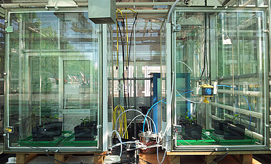 die Ozon-Begasungskammern im Gewächshaus des Biozentrums der Uni Würzburg. 