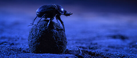 A nocturnal dung beetle climbing atop its dung ball to survey the stars before starting to roll.