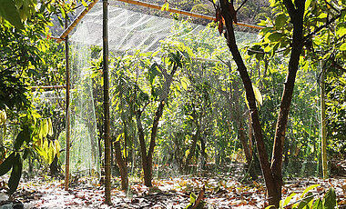 Exclusion cages built around pairs of cacao trees in agroforests in Northern Peru. 