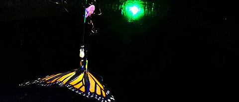 A tethered flying monarch butterfly orients in the flight simulator with respect to a green light spot. While flying, microelectrodes record the butterflies’ brain activity.