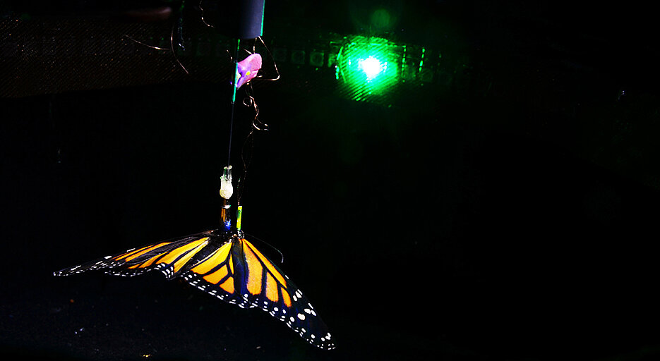 A tethered flying monarch butterfly orients in the flight simulator with respect to a green light spot. While flying, microelectrodes record the butterflies’ brain activity.