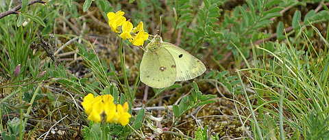 A butterfly (pale clouded yellow, Colias hyale) on a chalk heath in Lower Franconia. This habitat with its species-rich insect communities is at a special risk in Bavaria because of the nitrogen input. (Photo: Ingolf Steffan-Dewenter)