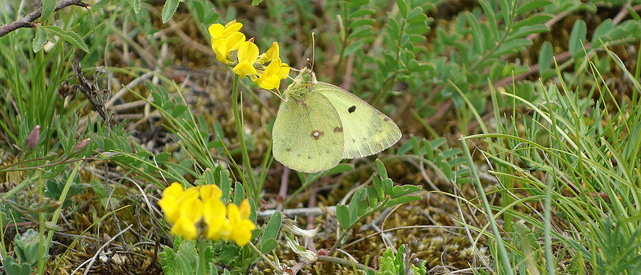 A butterfly (pale clouded yellow, Colias hyale) on a chalk heath in Lower Franconia. This habitat with its species-rich insect communities is at a special risk in Bavaria because of the nitrogen input. (Photo: Ingolf Steffan-Dewenter)