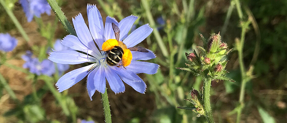 A pantaloon bee with pollen baskets visiting blue weed: multiple bee species contribute to pollination services in agricultural landscapes.
