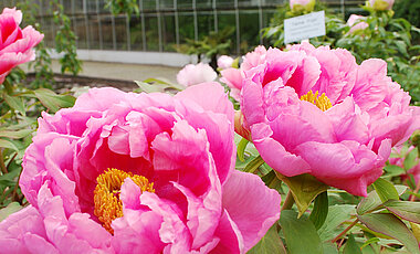 Pfingstrosen vor den Schaugewächshäusern des Botanischen Gartens. 