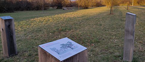 Blick auf die neu aufgeforstete Streuobstwiese vom Standort „Streuobstwiese“ des Biodiversitätspfades.