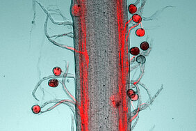 Sex in der Maisblüte: Pollenschläuche (rot gefärbt) wachsen zu den Samenanlagen, um dort die unbeweglichen männlichen Spermazellen zur Befruchtung der Eizellen freizusetzen. Bild: Universität Regensburg