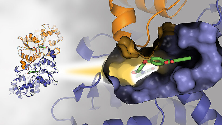 Dimere Struktur der Phosphoglykolat-Phosphatase. Der vergrößerte Ausschnitt rechts fokussiert auf die Ligand-Bindungstasche im Komplex mit dem niedermolekularen Inhibitor CP1. 