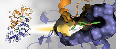 Dimere Struktur der Phosphoglykolat-Phosphatase. Der vergrößerte Ausschnitt rechts fokussiert auf die Ligand-Bindungstasche im Komplex mit dem niedermolekularen Inhibitor CP1. 