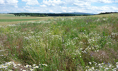 Ackerlandschaft mit Blühfläche in voller Blüte. (Foto: Fabian Bötzl)
