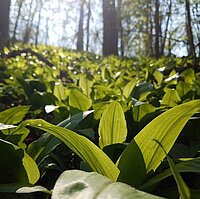 Picture of some wild garlic in a forest