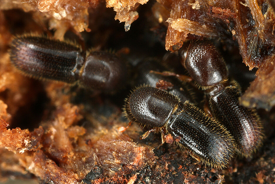 Three female ambrosia beetles in their nest.