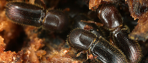 Three female ambrosia beetles in their nest.