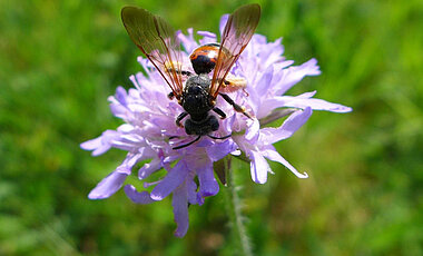 Knautien-Sandbiene (Andrena hattorfiana) auf  einer Acker-Witwenblume (Knautia arvensis). 