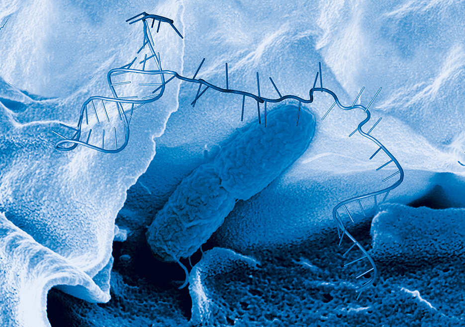 A schematic RNA molecule and a Salmonella bacterium in an electron microscope image.