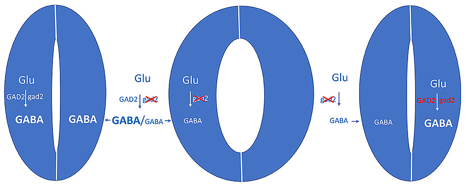 During drought, the signalling molecule GABA is produced and inhibits the opening of leaf pores (left). If the enzyme GAD2, which converts glutamate to GABA, is genetically switched off, the pores remain open even during drought - the plants lose more water (centre). If the gene for GAD2 is reintroduced into the closing cells, the defect is reversed. The experiment shows that the sphincter cells autonomously perceive stress and react to it with GABA production.