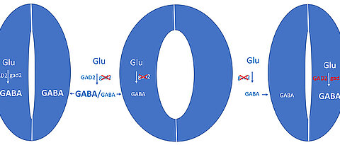 During drought, the signalling molecule GABA is produced and inhibits the opening of leaf pores (left). If the enzyme GAD2, which converts glutamate to GABA, is genetically switched off, the pores remain open even during drought - the plants lose more water (centre). If the gene for GAD2 is reintroduced into the closing cells, the defect is reversed. The experiment shows that the sphincter cells autonomously perceive stress and react to it with GABA production.