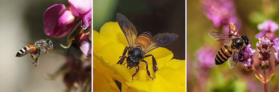 Dwarf honeybee, giant honeybee and eastern honeybee (from left): researchers have studied the dance dialects of these three bee species.