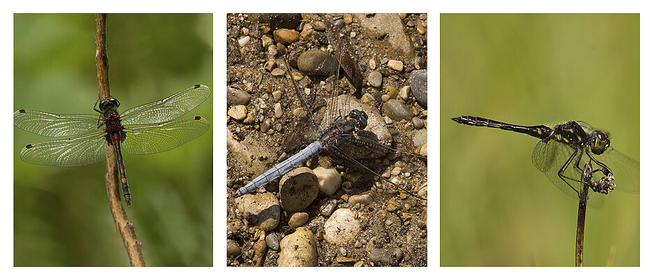 Different coloured dragonfly species (from left to right): The Small Whiteface (Leucorrhinia dubia) is a dark species that flies mainly in spring and early summer. The Keeled Skimmer (Orthetrum coerulescens), a light-coloured species that flies mainly in midsummer. The Black Darter (Sympetrum danae), a dark species that flies mainly in late summer and fall.
