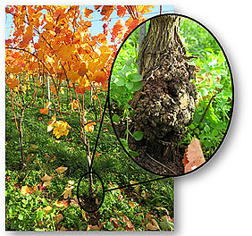 Visible to the untrained eye upon closer inspection only: a crown gall tumour on a vine. (Picture: Hanna Faist)