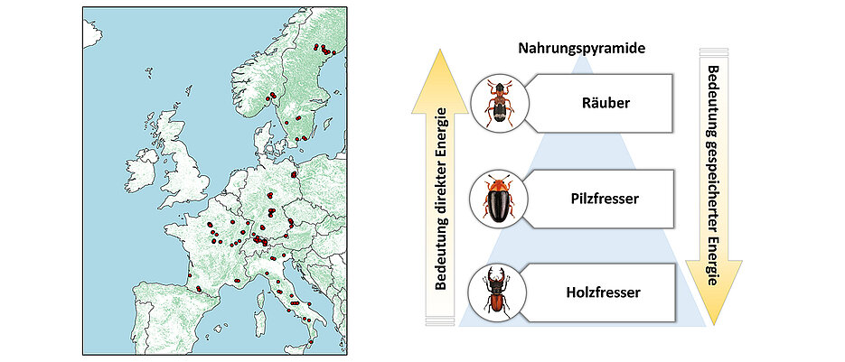 Die roten Punkte auf der Europakarte zeigen die Orte, an denen die Biodiversität von Totholzkäfern in Abhängigkeit von der verfügbaren Energie untersucht wurde.