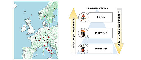 Die roten Punkte auf der Europakarte zeigen die Orte, an denen die Biodiversität von Totholzkäfern in Abhängigkeit von der verfügbaren Energie untersucht wurde.